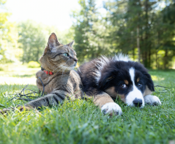 Акция «Питомцы в кадре» — оставь отзыв и получи гарантированный подарок