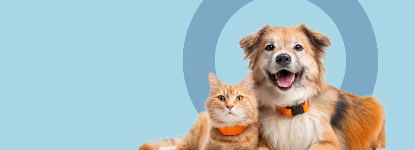 Полноценный рацион для собак и кошек